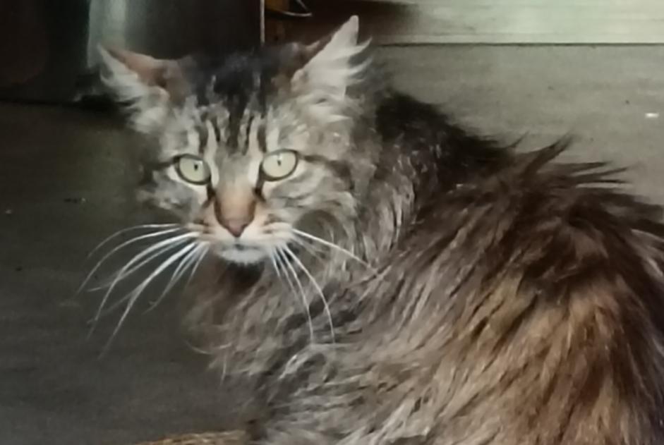 Alerte Découverte Chat Inconnu , 3 ans Alleyras France Alerte Découverte Chat Inconnu , 3 ans Alleyras France